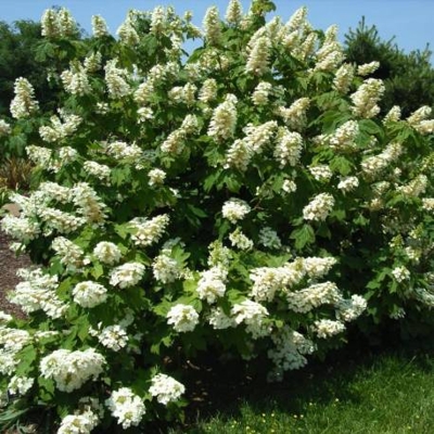 Hortenzia dubolistá -  Hydrangea quercifolia ´Alice´