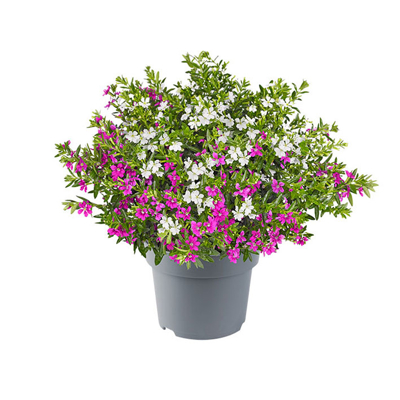Cuphea hyssopifolia ´Flori Glory´ P10.5