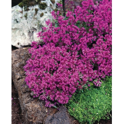 Dúška včasná - Thymus praecox ´Coccineus´  K9