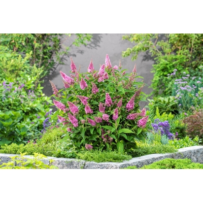 Buddleja davidii ´Butterfly Candy Little Pink´
