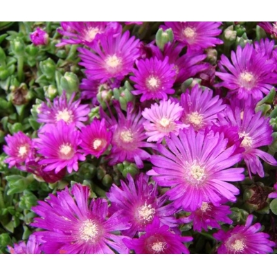 Delosperma ´Chameleon´