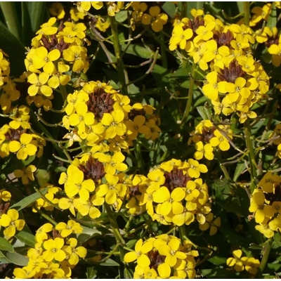 Erysimum hybridum ´Canaries´