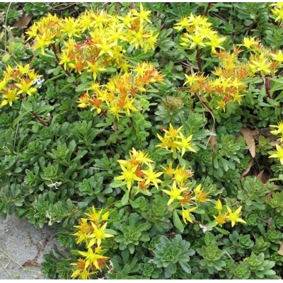 Sedum cauticola ‘Lidakense’