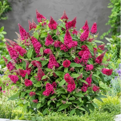 Buddleja davidii ´Butterfly Candy Little Ruby´ - 10/20cm