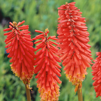 Kniphofia 'Nancy Red'