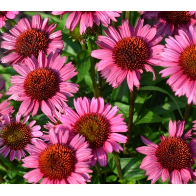 Echinacea purpurea ´Magnus´ P14