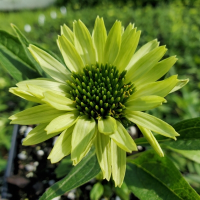 Echinacea purpurea ´Magnus´ P14