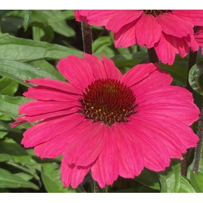 Echinacea ´SunSeecers Coral´ P15