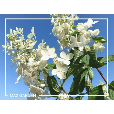 Hortenzia metlinatá - Hydrangea paniculata 'Pinky Winky'  Co2L 30/40