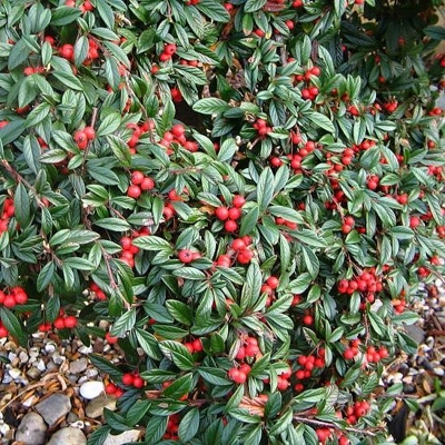 Skalník rozprestretý - Cotoneaster horizontalis
