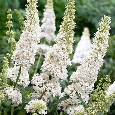 Buddleja davidii 'White Profusion' 20/30 Co2,5L