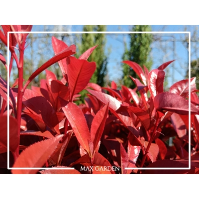 Červienka, Fotínia  - Photinia fraseri ´Robusta Compacta´ Co25L KM90  d40-50