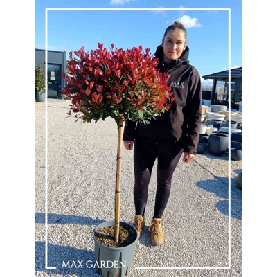 Červienka  - Photinia fraseri Nana Co12L  1/2 kmeň