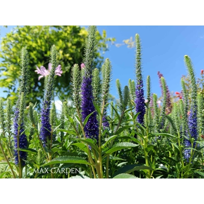 Veronica spicata 'Ulster Blue' P14
