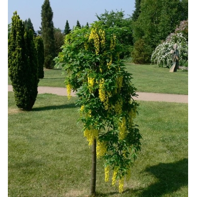 Štedrec hybridný - Laburnum ´Watereri Vossii´ Co10L km80/100
