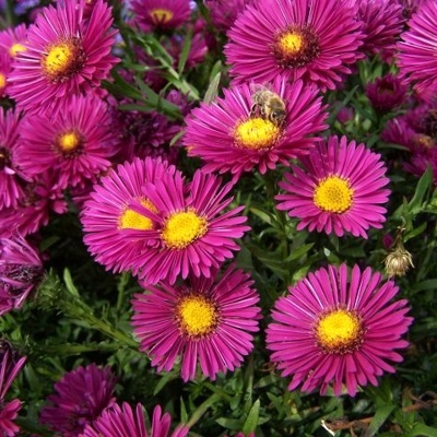 Aster - fialový P10,5
