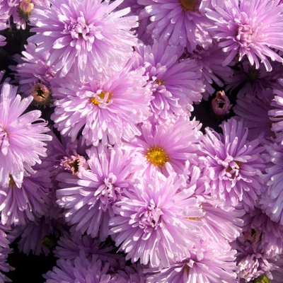 Aster - ružový P10,5