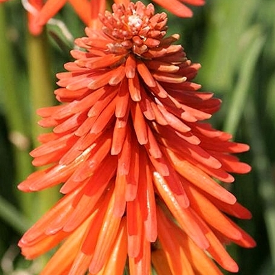 Kniphofia uvaria P17