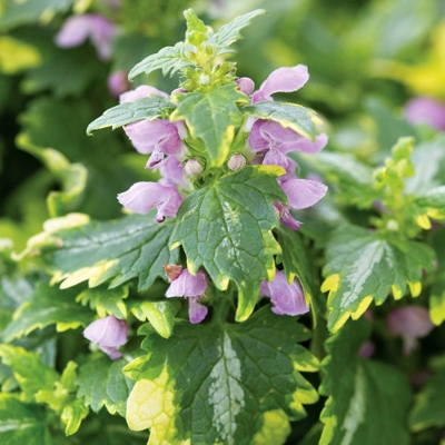 Lamium maculatum &#039;Anne Greenaway&#039;
