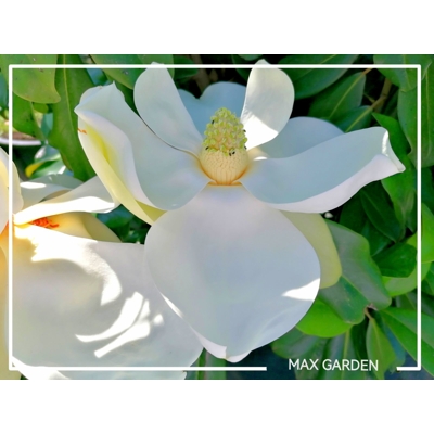 Magnólia veľkokvetá - Magnolia grandiflora ´Galissoniere´ Co5L 80/100
