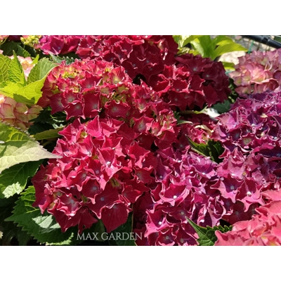 Hortenzia kalinolistá - Hydrangea macrophylla 'Early Blue'® P14