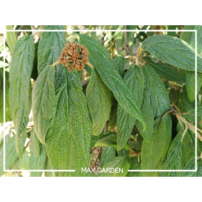Kalina vrásčitolistá - Viburnum rhytidophyllum Co3L  40/50