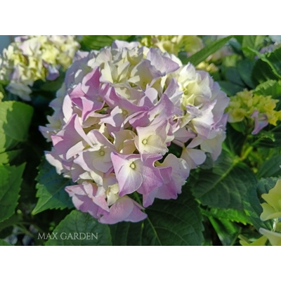 Hortenzia kalinolistá - Hydrangea macrophylla 'Little Purple' Co2L 15/20