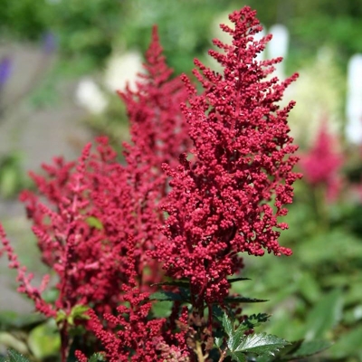 Astilba - Astilbe japonica ´Köln´ Co14