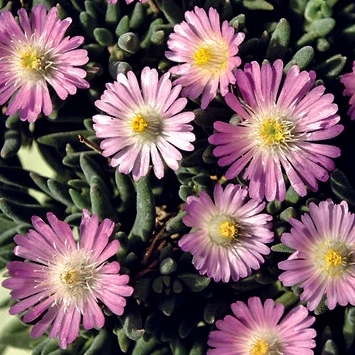 Delosperma ´Jewel of Desert´- ružová K9