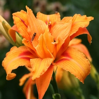 Ľaliovka – Hemerocallis ´Crimson Pirate´ Co14