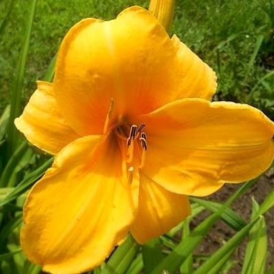 Ľaliovka – Hemerocallis ´Crimson Pirate´ Co14