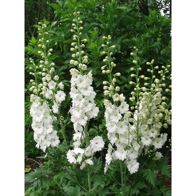 Delphinium &#039;White&#039;