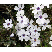 Flox šidlolistý - Phlox subulata 'Bavaria'