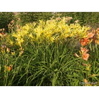 Ľaliovka – Hemerocallis citrina MIX farieb P11