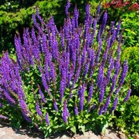 Salvia nemorosa Ostfriesland Co0,5L