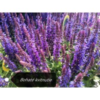 Salvia nemorosa Ostfriesland Co0,5L