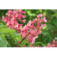 Aesculus Carnea  - Pagaštan pleťový Co40L  12-14  - vysokokmeň
