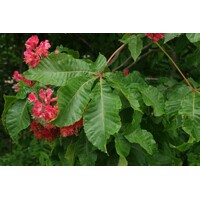 Aesculus Carnea  - Pagaštan pleťový Co40L  12-14  - vysokokmeň