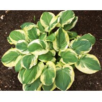 Funkia - Hosta ´Carnival´  P14