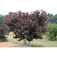 Judášovec kanadský - Cercis canadensis ´Merlot´ Co4L 40/60