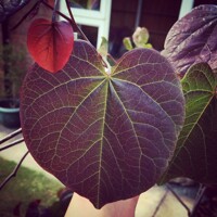 Judášovec kanadský - Cercis canadensis ´Merlot´ Co4L 40/60