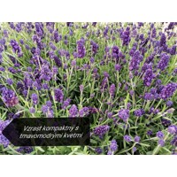 Levanduľa úzkolistá  -  Lavandula angustifolia 'Hidcote Blue'  P14  15/20