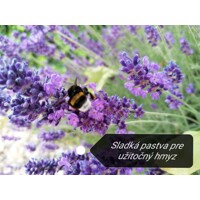 Levanduľa úzkolistá  -  Lavandula angustifolia 'Hidcote Blue'  P14  15/20