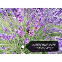 Levanduľa úzkolistá  -  Lavandula angustifolia 'Hidcote Blue'  P14  15/20