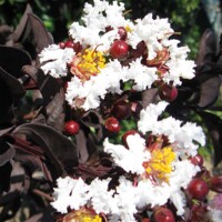 Myrta krepová fialová - Lagerstroemia indica ´Black Solitaire Pure White´  Co10L 70/90