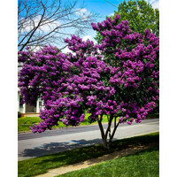 Myrta krepová fialová - Lagerstroemia indica ´Black Solitaire Purely Purple´ Co10L 70/90