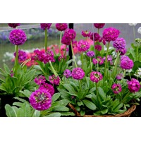 Primula denticulata ´Prom Deep Rose´