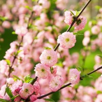 Mandľa okrasná - Prunus triloba Co5L KM80