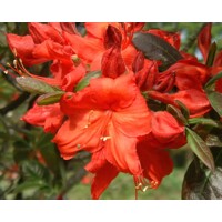 Azalka veľkokvetá - Azalea Knaphill ´Fireball´ 40/50