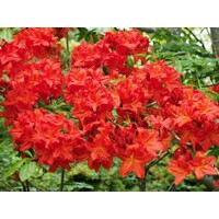 Azalka veľkokvetá - Azalea Knaphill ´Fireball´ 40/50
